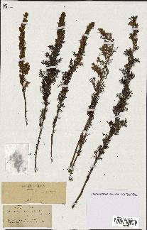 spécimen de Artemisia chamaemelifolia