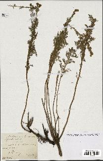 spécimen de Artemisia chamaemelifolia