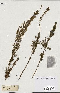 spécimen de Artemisia chamaemelifolia