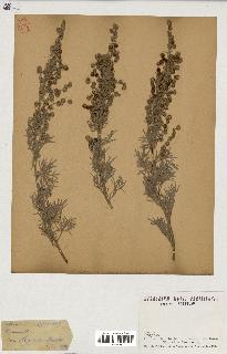 spécimen de Artemisia arborescens