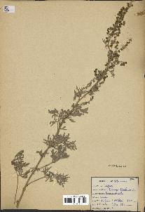 spécimen de Artemisia absinthium