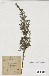 spécimen de Artemisia chamaemelifolia