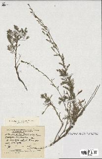 spécimen de Artemisia chamaemelifolia