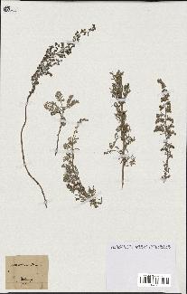 spécimen de Artemisia maritima