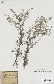 spécimen de Artemisia maritima