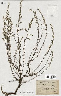 spécimen de Artemisia campestris