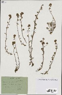 spécimen de Artemisia mutellina