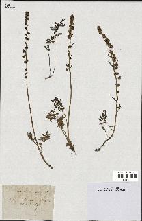 spécimen de Artemisia tanacetifolia