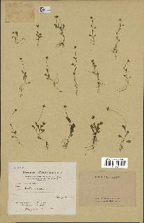 spécimen de Bellis annua