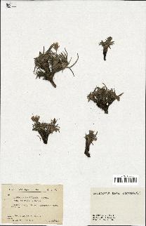 spécimen de Scorzonera pygmaea