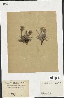 spécimen de Scorzonera pygmaea