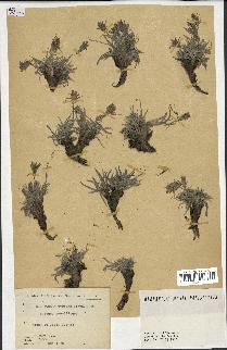 spécimen de Scorzonera pygmaea