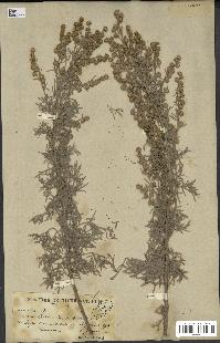 spécimen de Artemisia arborescens