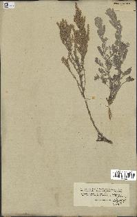 spécimen de Artemisia maritima