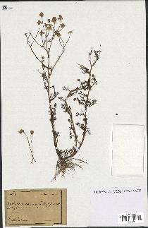 spécimen de Anthemis arvensis