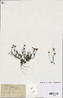 spécimen de Anthemis arvensis