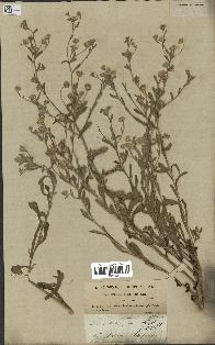 spécimen de Pulicaria arabica