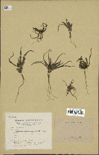 spécimen de Gymnarrhena micrantha