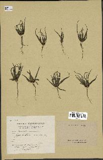 spécimen de Gymnarrhena micrantha