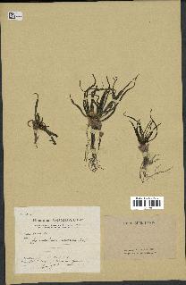 spécimen de Gymnarrhena micrantha
