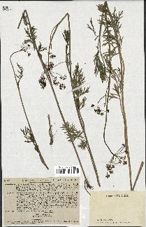 spécimen de Peucedanum carvifolium