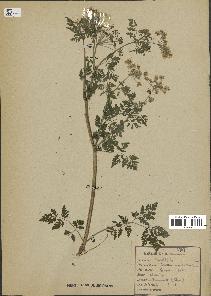 spécimen de Conium maculatum
