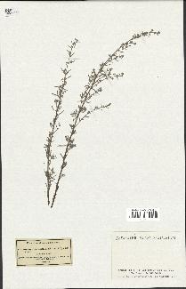 spécimen de Artemisia coerulescens