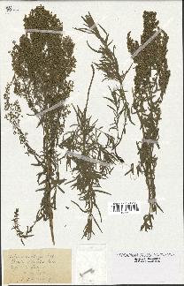 spécimen de Artemisia glauca