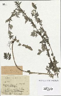 spécimen de Artemisia vulgaris