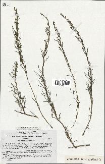 spécimen de Artemisia salsoloides