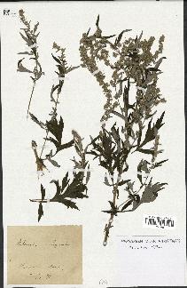 spécimen de Artemisia vulgaris