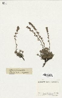 spécimen de Artemisia lanata