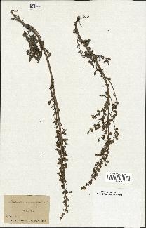 spécimen de Artemisia tanacetifolia