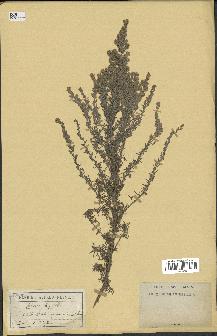 spécimen de Artemisia gallica