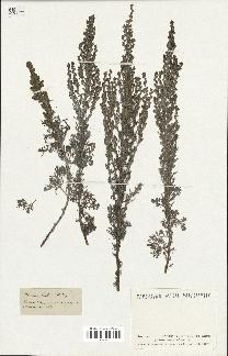 spécimen de Artemisia gallica