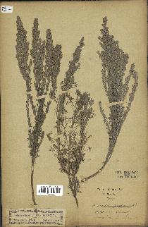 spécimen de Artemisia gallica