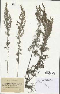 spécimen de Artemisia gallica