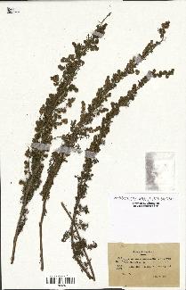 spécimen de Artemisia chamaemelifolia