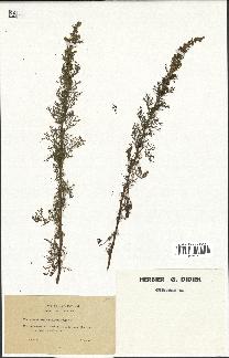 spécimen de Artemisia chamaemelifolia