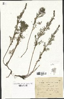 spécimen de Artemisia chamaemelifolia