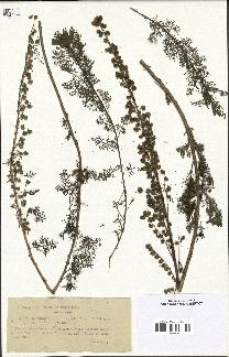 spécimen de Artemisia chamaemelifolia