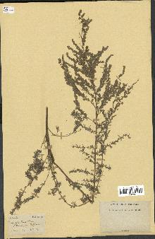 spécimen de Artemisia sp.