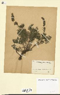 spécimen de Artemisia sp.