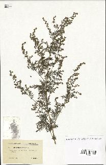 spécimen de Artemisia annua