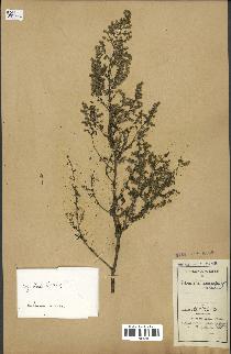 spécimen de Artemisia annua