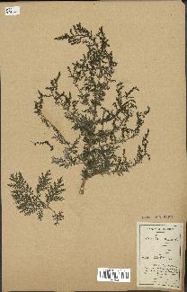 spécimen de Artemisia annua