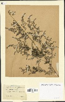 spécimen de Artemisia annua