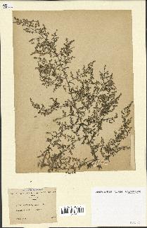 spécimen de Artemisia annua