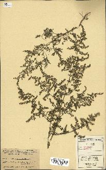 spécimen de Artemisia annua