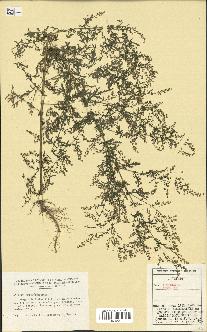 spécimen de Artemisia annua